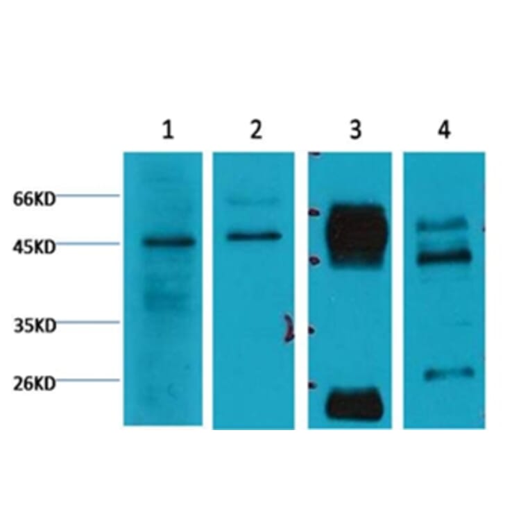 Western blot - Caspase 9 Mouse Monoclonal Antibody from Signalway Antibody (38034) - Antibodies.com