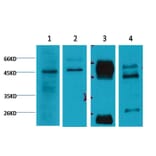 Western blot - Caspase 9 Mouse Monoclonal Antibody from Signalway Antibody (38034) - Antibodies.com