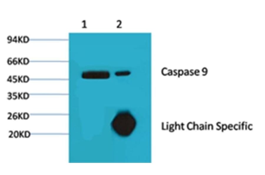 Caspase 9 Mouse Monoclonal Antibody from Signalway Antibody (38034) - Antibodies.com