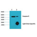 Caspase 9 Mouse Monoclonal Antibody from Signalway Antibody (38034) - Antibodies.com