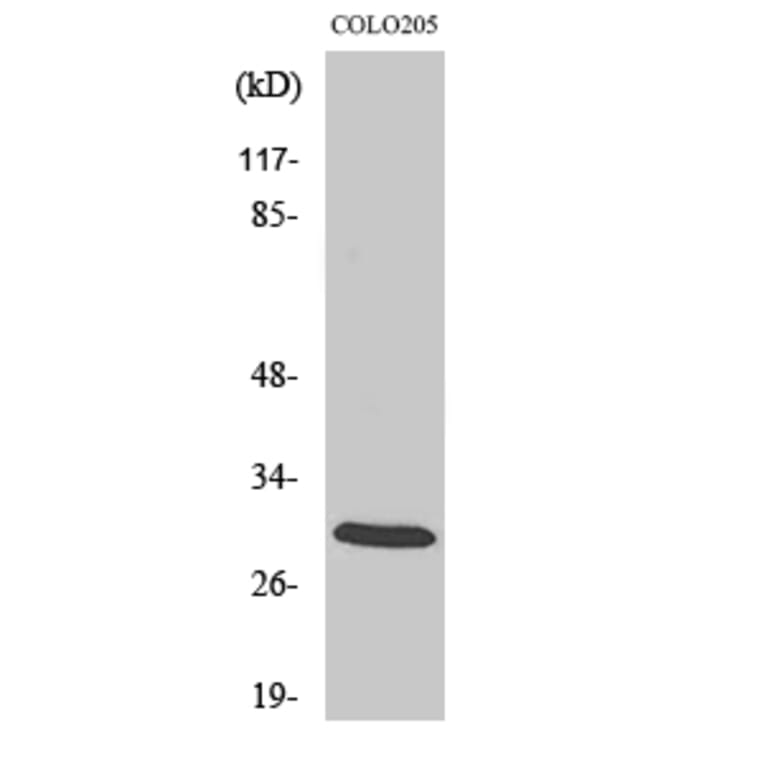 Western blot - 14-3-3 ζ Polyclonal Antibody from Signalway Antibody (40525) - Antibodies.com