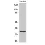 Western blot - 14-3-3 ζ Polyclonal Antibody from Signalway Antibody (40525) - Antibodies.com