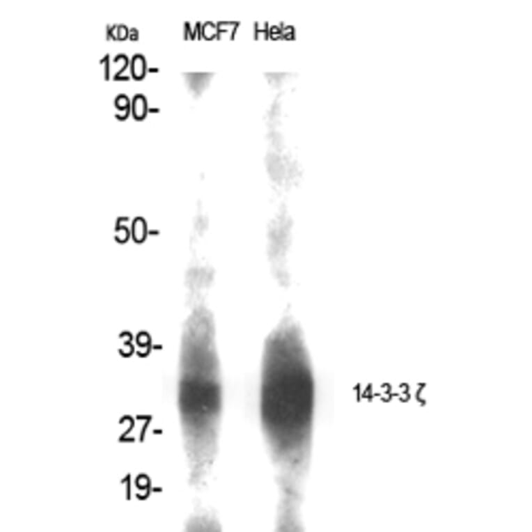 Western blot - 14-3-3 ζ Polyclonal Antibody from Signalway Antibody (40525) - Antibodies.com