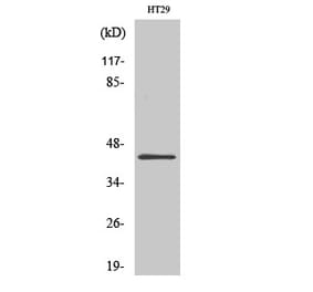 Western blot - GATA-1 Polyclonal Antibody from Signalway Antibody (40952) - Antibodies.com