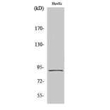 Western blot - HSP90β Polyclonal Antibody from Signalway Antibody (41041) - Antibodies.com