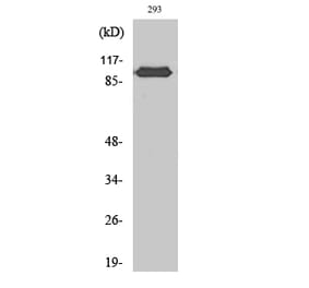 Western blot - CAS Polyclonal Antibody from Signalway Antibody (40671) - Antibodies.com