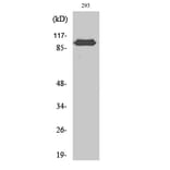 Western blot - CAS Polyclonal Antibody from Signalway Antibody (40671) - Antibodies.com