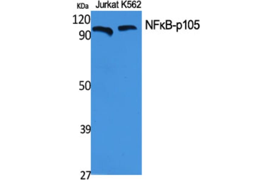 Western blot - NFκB-p105 Polyclonal Antibody from Signalway Antibody (41225) - Antibodies.com
