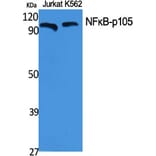 Western blot - NFκB-p105 Polyclonal Antibody from Signalway Antibody (41225) - Antibodies.com