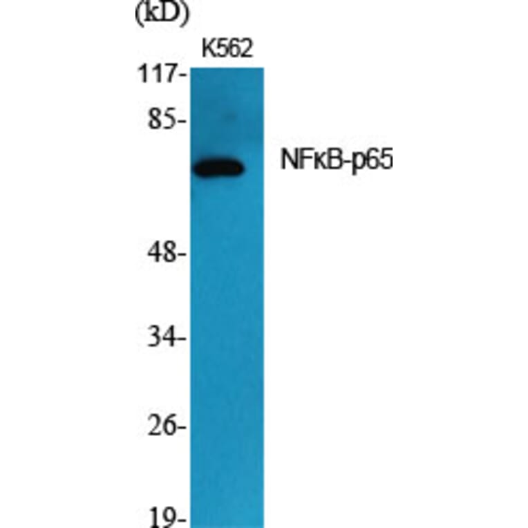 Western blot - NFκB-p65 Polyclonal Antibody from Signalway Antibody (41232) - Antibodies.com