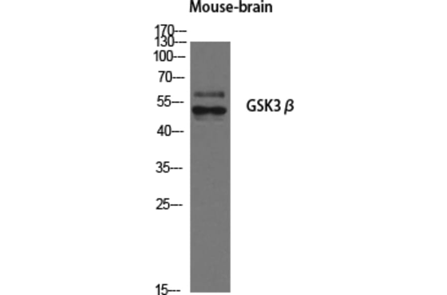 Western blot - GSK3β Polyclonal Antibody from Signalway Antibody (40989) - Antibodies.com