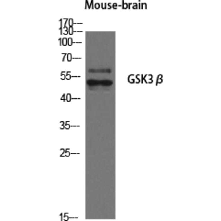 Western blot - GSK3β Polyclonal Antibody from Signalway Antibody (40989) - Antibodies.com