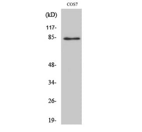 Western blot - Stat1 Polyclonal Antibody from Signalway Antibody (41462) - Antibodies.com