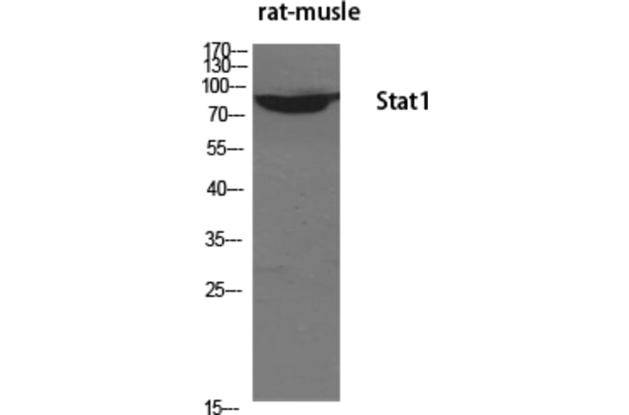 Western blot - Stat1 Polyclonal Antibody from Signalway Antibody (41462) - Antibodies.com