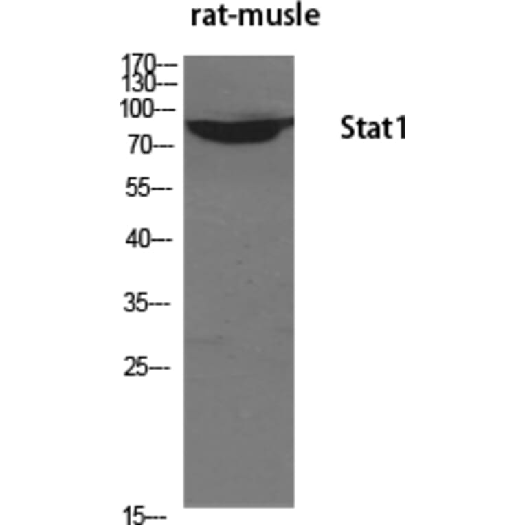 Western blot - Stat1 Polyclonal Antibody from Signalway Antibody (41462) - Antibodies.com