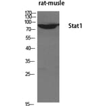 Western blot - Stat1 Polyclonal Antibody from Signalway Antibody (41462) - Antibodies.com