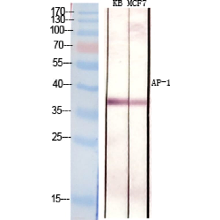 Western blot - AP-1 Polyclonal Antibody from Signalway Antibody (40599) - Antibodies.com