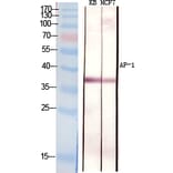 Western blot - AP-1 Polyclonal Antibody from Signalway Antibody (40599) - Antibodies.com