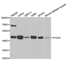 Western blot - ATG4A Antibody from Signalway Antibody (32744) - Antibodies.com