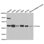 Western blot - ATG4A Antibody from Signalway Antibody (32744) - Antibodies.com