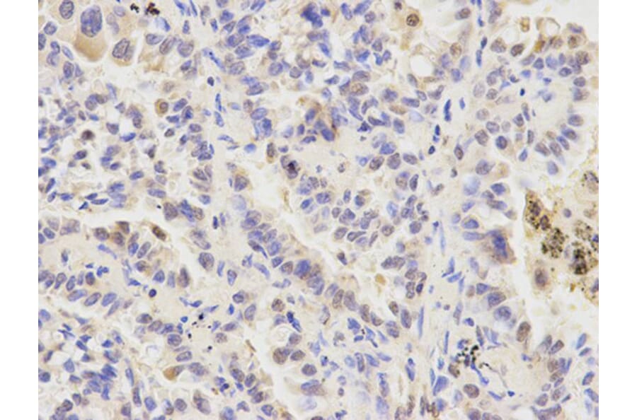 Immunohistochemistry - ATG4A Antibody from Signalway Antibody (32744) - Antibodies.com
