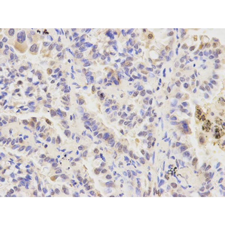 Immunohistochemistry - ATG4A Antibody from Signalway Antibody (32744) - Antibodies.com