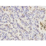 Immunohistochemistry - ATG4A Antibody from Signalway Antibody (32744) - Antibodies.com