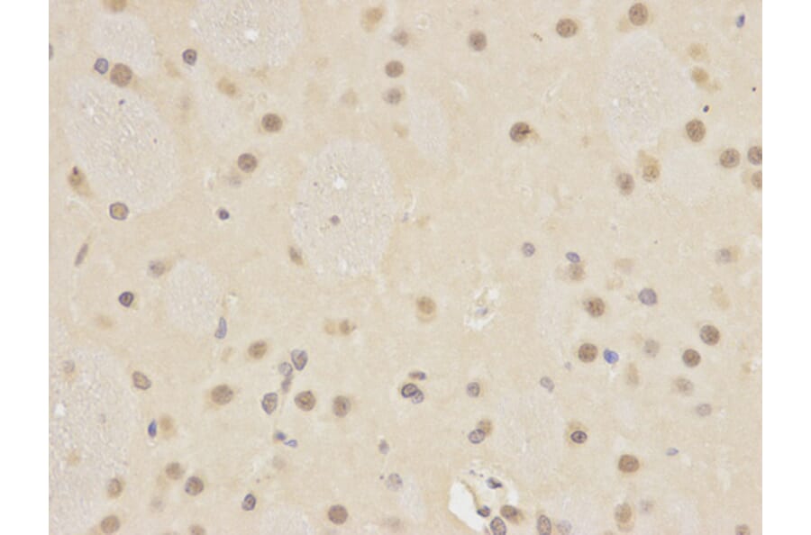 Immunohistochemistry - ATG4A Antibody from Signalway Antibody (32744) - Antibodies.com
