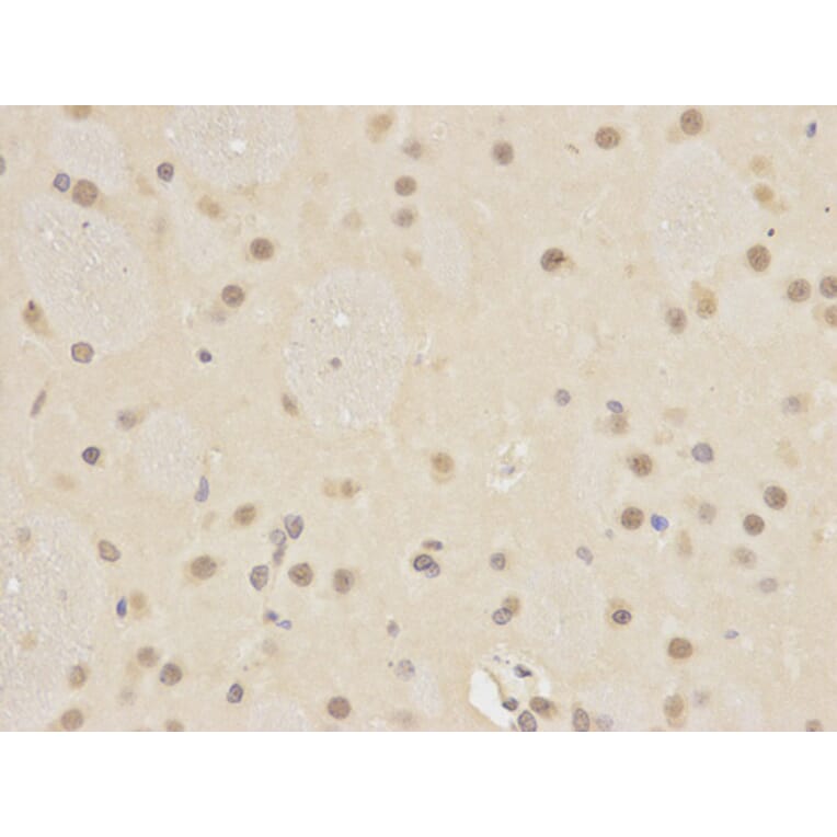 Immunohistochemistry - ATG4A Antibody from Signalway Antibody (32744) - Antibodies.com