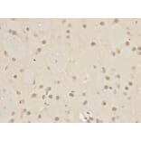 Immunohistochemistry - ATG4A Antibody from Signalway Antibody (32744) - Antibodies.com