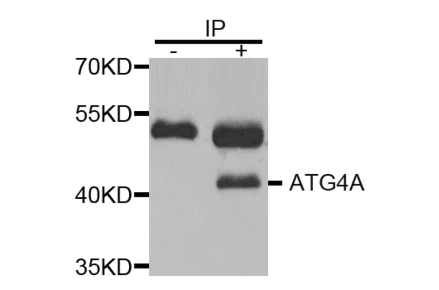 Immunoprecipitation - ATG4A Antibody from Signalway Antibody (32744) - Antibodies.com