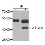 Immunoprecipitation - ATG4A Antibody from Signalway Antibody (32744) - Antibodies.com