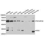 Western blot - ING4 Antibody from Signalway Antibody (33075) - Antibodies.com