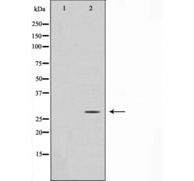 Western blot - GADD153 Antibody from Signalway Antibody (29163) - Antibodies.com