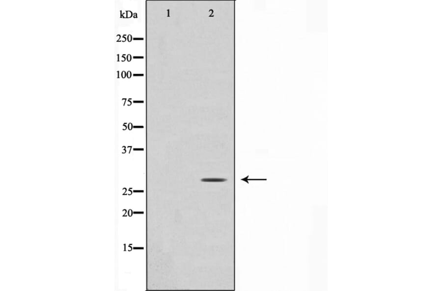 Western blot - GADD153 Antibody from Signalway Antibody (29163) - Antibodies.com