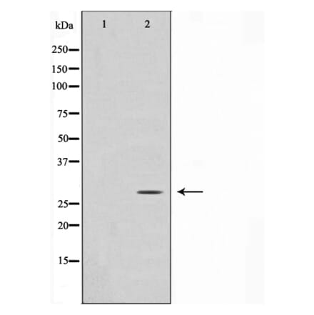 Western blot - GADD153 Antibody from Signalway Antibody (29163) - Antibodies.com