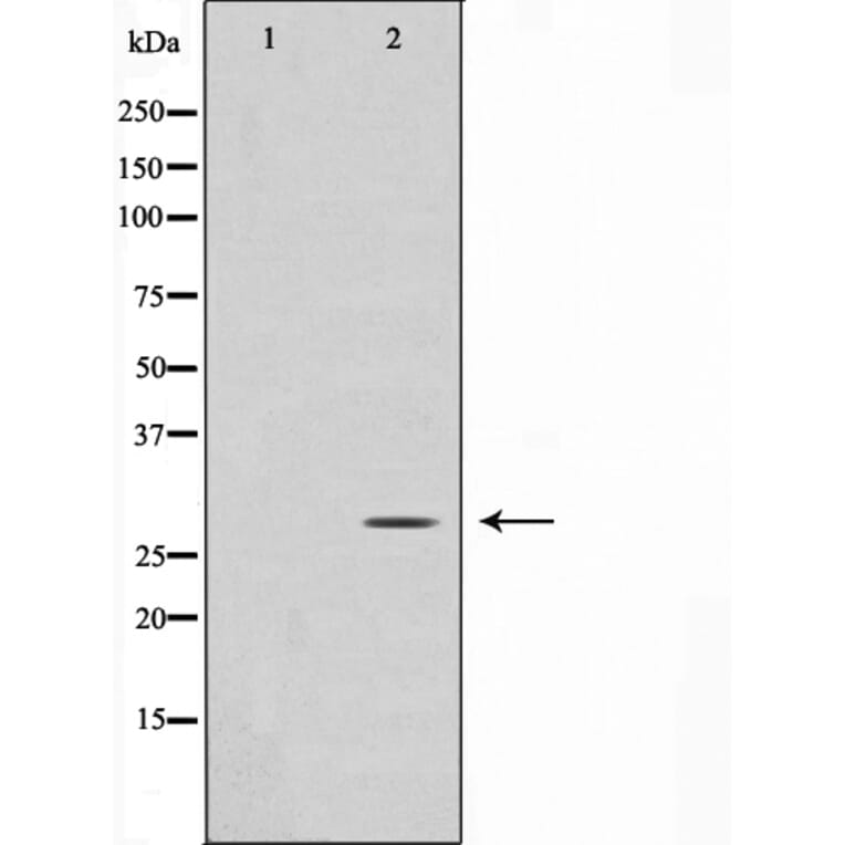 Western blot - GADD153 Antibody from Signalway Antibody (29163) - Antibodies.com