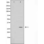 Western blot - GADD153 Antibody from Signalway Antibody (29163) - Antibodies.com