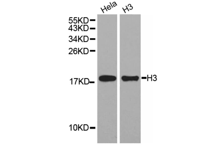 Western blot - Histone H3 Antibody from Signalway Antibody (32667) - Antibodies.com