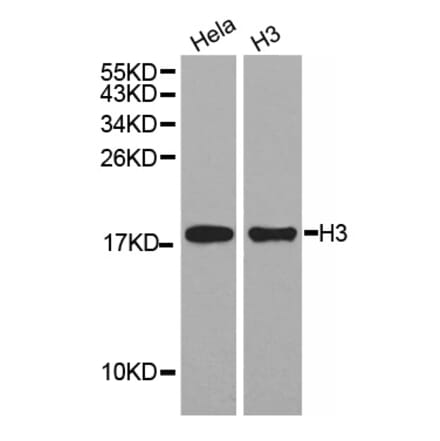 Western blot - Histone H3 Antibody from Signalway Antibody (32667) - Antibodies.com