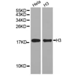 Western blot - Histone H3 Antibody from Signalway Antibody (32667) - Antibodies.com