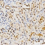 Immunohistochemistry - Histone H3 Antibody from Signalway Antibody (32667) - Antibodies.com