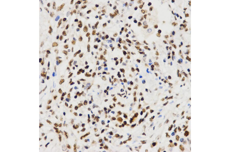 Immunohistochemistry - Histone H3 Antibody from Signalway Antibody (32667) - Antibodies.com