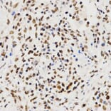 Immunohistochemistry - Histone H3 Antibody from Signalway Antibody (32667) - Antibodies.com