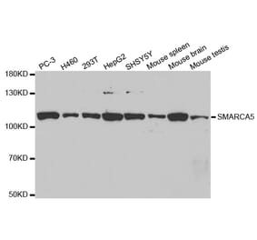 Western blot - SMARCA5 Antibody from Signalway Antibody (32545) - Antibodies.com