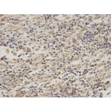 Immunohistochemistry - SMARCA5 Antibody from Signalway Antibody (32545) - Antibodies.com