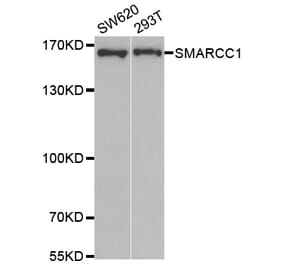 Western blot - SMARCC1 Antibody from Signalway Antibody (33106) - Antibodies.com