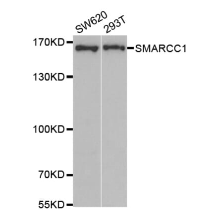 Western blot - SMARCC1 Antibody from Signalway Antibody (33106) - Antibodies.com