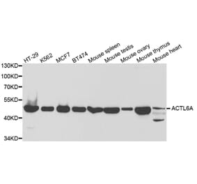 Western blot - ACTL6A Antibody from Signalway Antibody (32821) - Antibodies.com