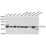 Western blot - ACTL6A Antibody from Signalway Antibody (32821) - Antibodies.com